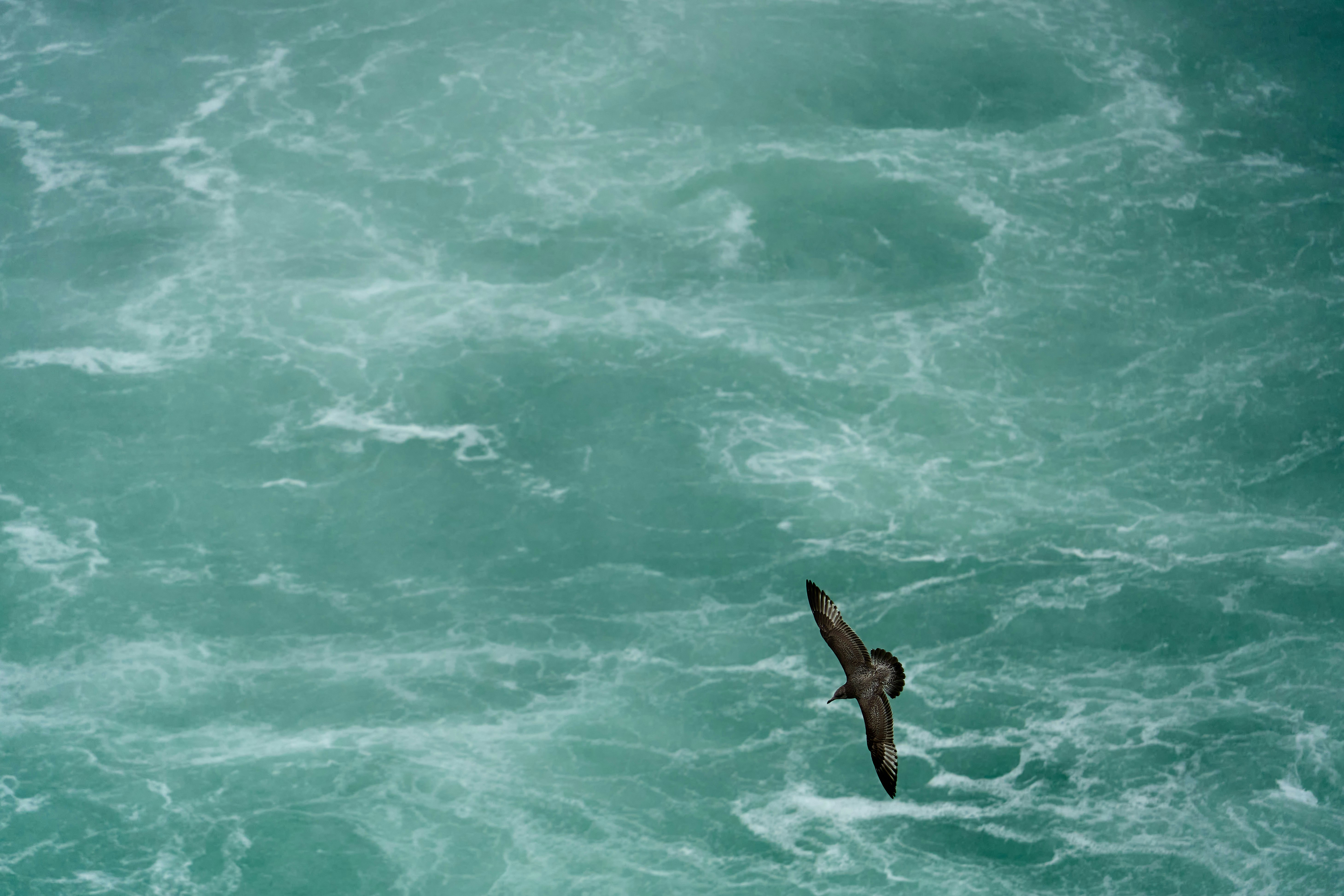 black bird flying over the sea during daytime